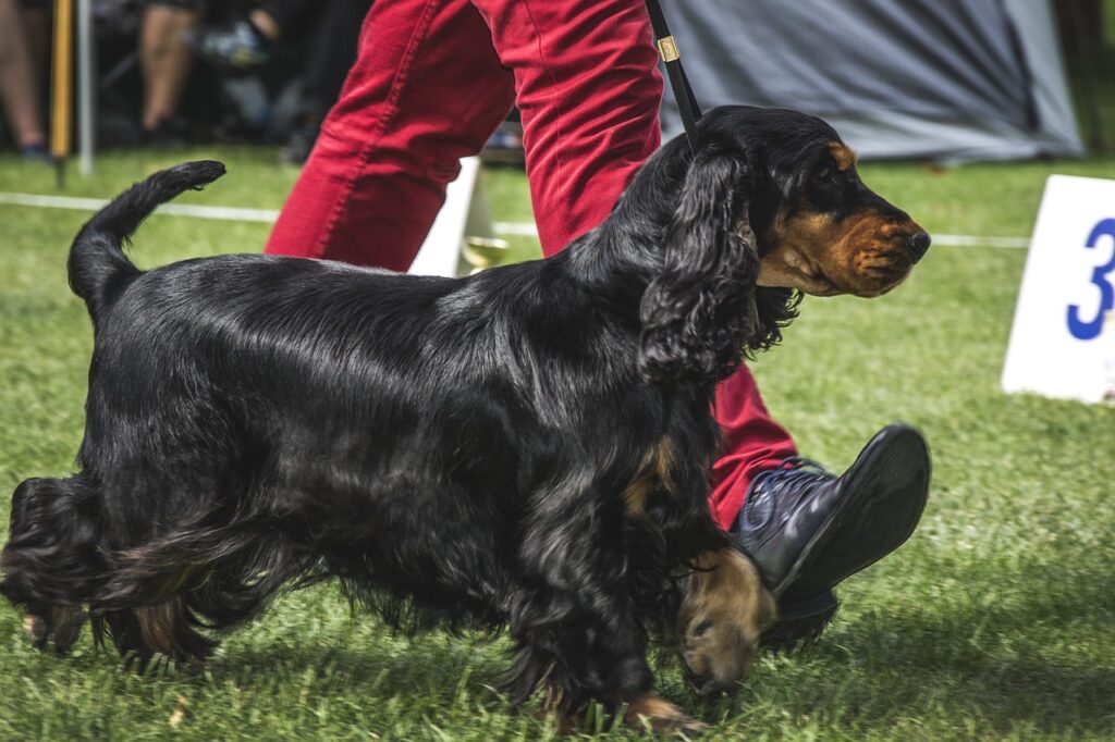 dog 3703485 1280