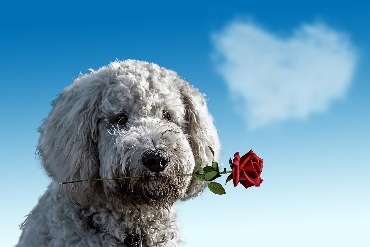 valentines day for dogs